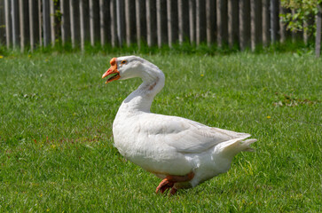 White goose on a background of green grass