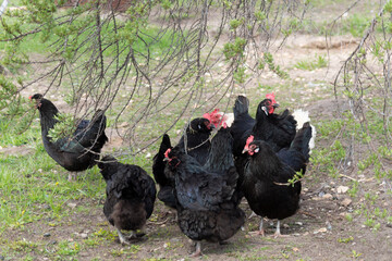 Black chickens under the branches of a tree