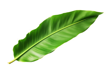 Obraz premium Green leaf of a tropical plant on a transparent background