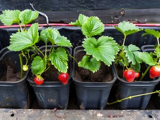 Strawberry plants in pots.