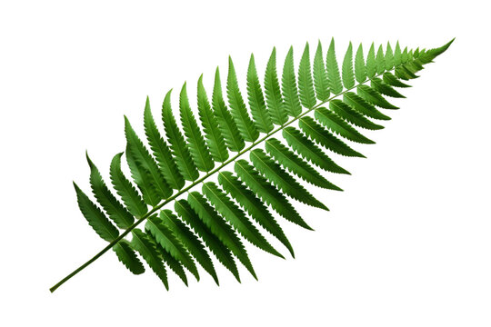 The image is a photo of a fern leaf