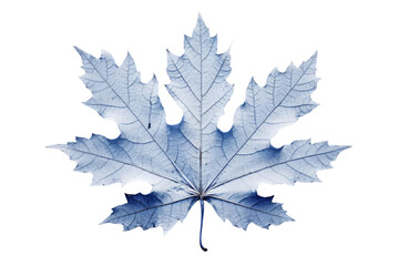 Fototapeta premium The photo of blue maple leaf with transparent background.