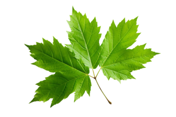 The photo shows a single green leaf with five lobes