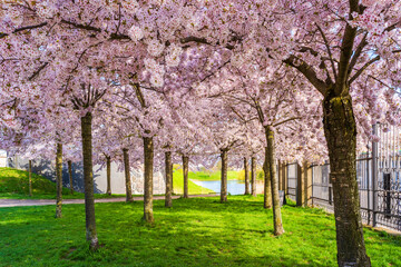 Beautiful cherry blossom trees in Langelinie park in Copenhagen, Denmark