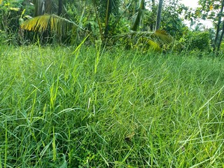 Hemarthria is a genus of herbaceous plants in the grass family. 