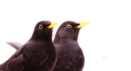 
A pair of blackbirds on a white snow cover..