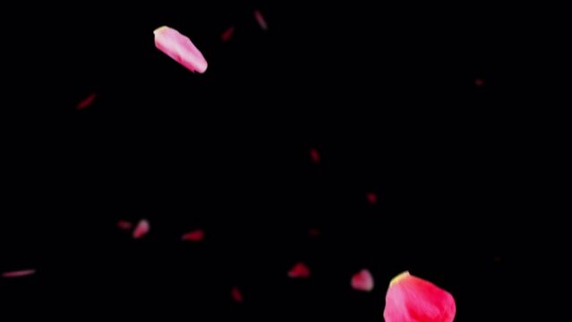 Rose petals flying with the wind on an embedded alpha channel.