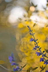 Fleur nature sauvage coucher de soleil
