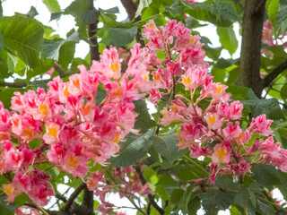 Aesculus carnea, or red horse-chestnut hybrid tree pink blooming flowers on branches close up during spring