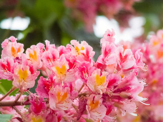 Obraz premium Aesculus carnea, or red horse-chestnut hybrid tree pink blooming flowers on branches close up during spring