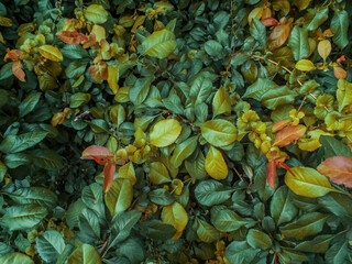 Green leaves of a bush medium sized shrub as autumn colorful creative botanical natural pattern...