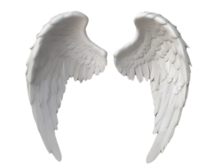 angel wings isolated on white