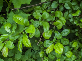 Green leaves of a bush medium sized shrub during summer as botanical natural pattern backdrop...