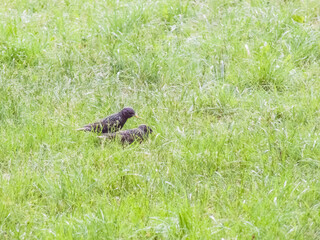 Sturnus vulgaris. starling little black bird walking in grass looking for food