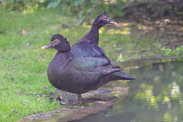 The Muscovy duck (Cairina moschata) is a large duck native to the Americas, from the Rio Grande Valley of Texas and Mexico south to Argentina and Uruguay. 
