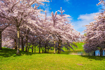 Beautiful cherry blossom trees in Langelinie park in Copenhagen, Denmark