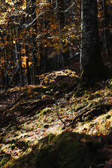 Beautiful autumnal colors in the Cansiglio Forest, in Northern Italy