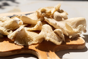 Oyster mushroom Pleurotus ostreatus close-up