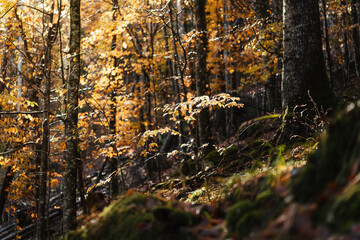 Obraz premium Beautiful autumnal colors in the Cansiglio Forest, in Northern Italy