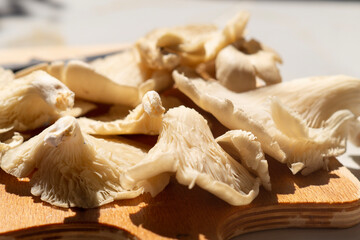 Oyster mushroom Pleurotus ostreatus close-up