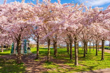 Beautiful cherry blossom trees in Langelinie park in Copenhagen, Denmark