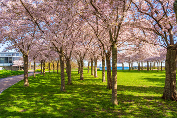 Fototapeta premium Beautiful cherry blossom trees in Langelinie park in Copenhagen, Denmark