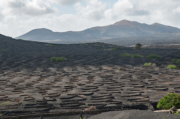 La Geria - Lanzarote