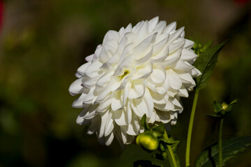 White dahlia. Beautiful whit blooming dahlia white green background. White dahlia is genus of...