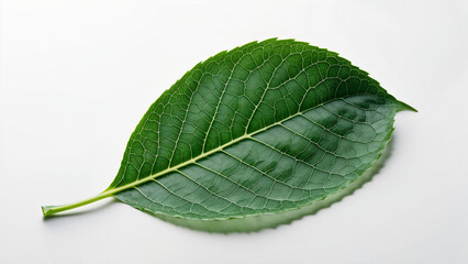 Obraz premium green leaf