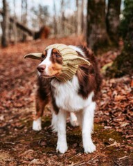 Stylish canine fashion: dog sporting trendy attire and chic ear accessories