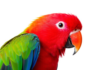 Fototapeta premium A colorful parrot with a red beak and green and blue feathers. The bird is looking directly at the camera