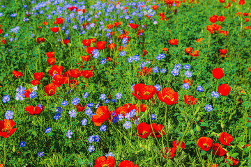 Field of red poppies and blue flowers of steppe flax.