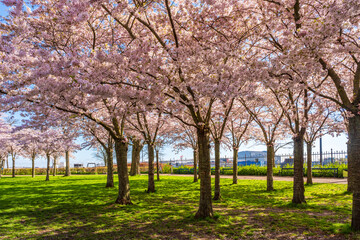 Naklejka premium Beautiful cherry blossom trees in Langelinie park in Copenhagen, Denmark