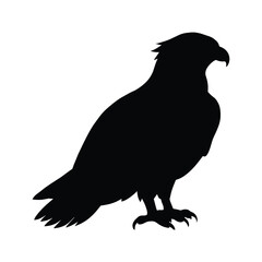 silhouette of a osprey bird 