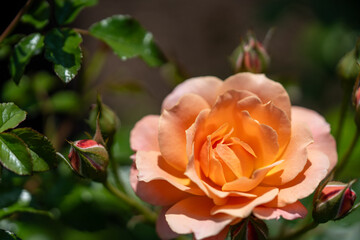 バラ園に咲くオレンジ色の薔薇