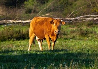 krowa czerwona mięsna © Marek