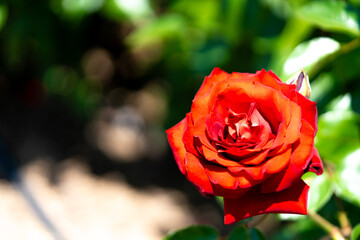 赤いバラ
