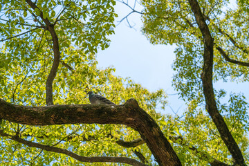木にとまるハト