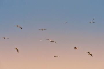 birds in flight, Trani, Apulia, Italy, Europe, 27.3.2024