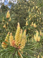 pine tree branches