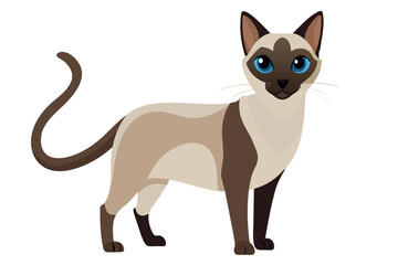 Fototapeta premium A Siamese cat with striking blue eyes standing alert and graceful