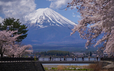 Beautiful morning view of cherry blossom in Lake Kawaguchi with Mount Fuji in background. This is one of famous tourist spot in Japan.