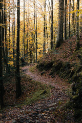 Obraz premium Beautiful autumnal colors in the Cansiglio Forest, in Northern Italy