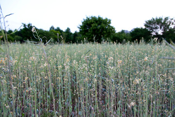 View of the plants in the meadow