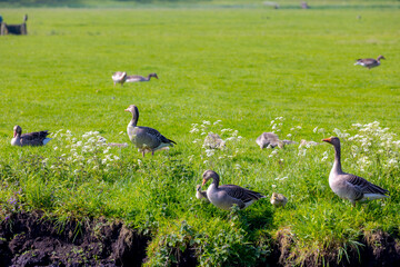 A group goose with gosling in its natural habitat walking on green grass polder field, Spawning and breeding season birds, A goose is a bird of any of several waterfowl species in the family Anatidae.