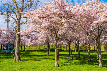 Beautiful cherry blossom trees in Langelinie park in Copenhagen, Denmark