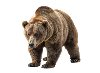 Obraz premium Create an image of a hungry bear searching for food on a white surface.