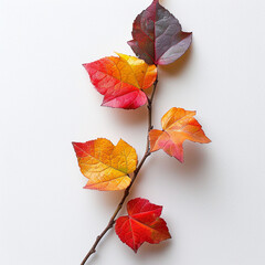 Fototapeta premium red autumn leaves