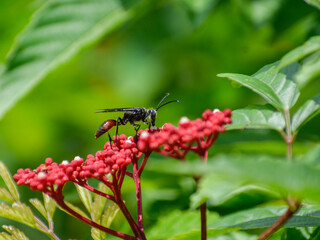 A black wasp feeding on a red tree shrub.