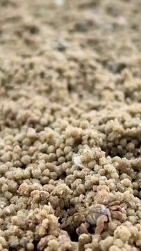 Small sea crabs on the sandy shore. Sand Bubbler crabs make sand balls, dig holes, and feed on the beach on a sunny day. Focus on a specific point. - video